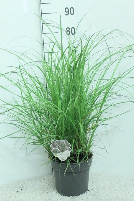 <h4>Miscanthus sinensis 'Red Chief'</h4>