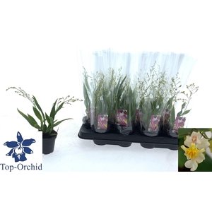 Oncidium (Cites) 8Ø 20cm 2st