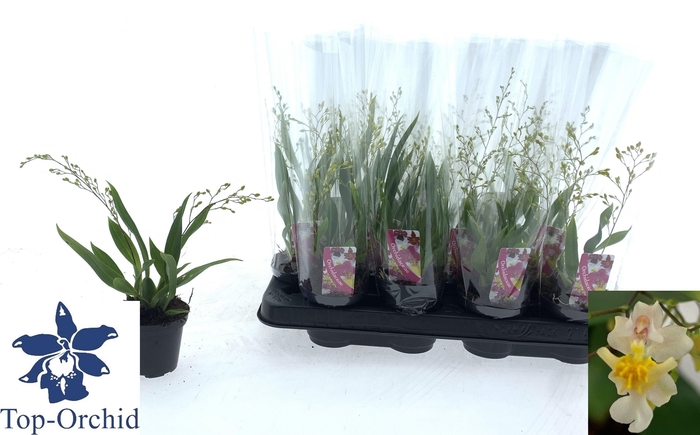 Oncidium (Cites) 8Ø 20cm 2st