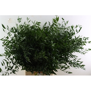 Ruscus Long 4 Stems P Bunch