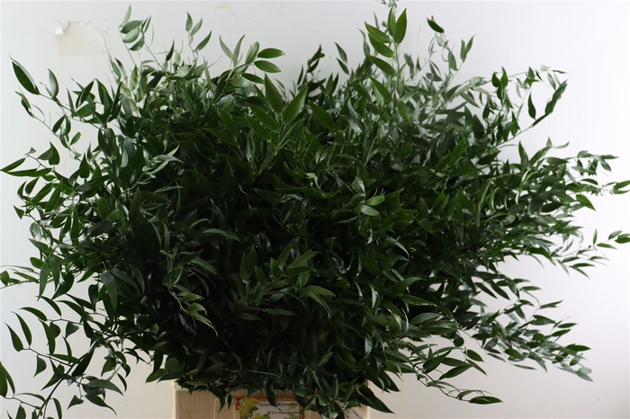 <h4>Ruscus Long 4 Stems P Bunch</h4>