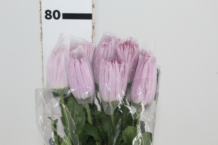 <h4>ANASTASIA ROSE 080 CM LILAS</h4>