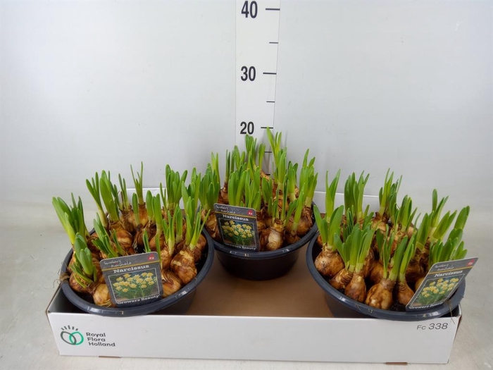 <h4>Narcissus   ...</h4>