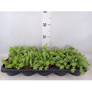 Sedum burrito