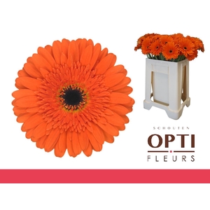 Gerbera Candela Water