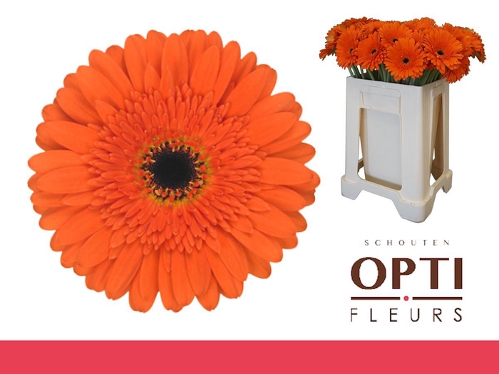 <h4>Gerbera Candela Water</h4>