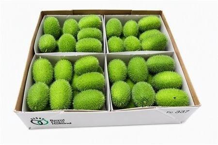 <h4>CUCUMIS HIRSUTUS</h4>