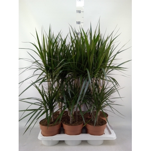 Dracaena marg.
