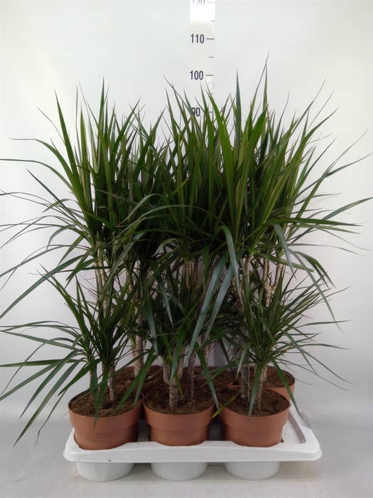 <h4>Dracaena marg.</h4>