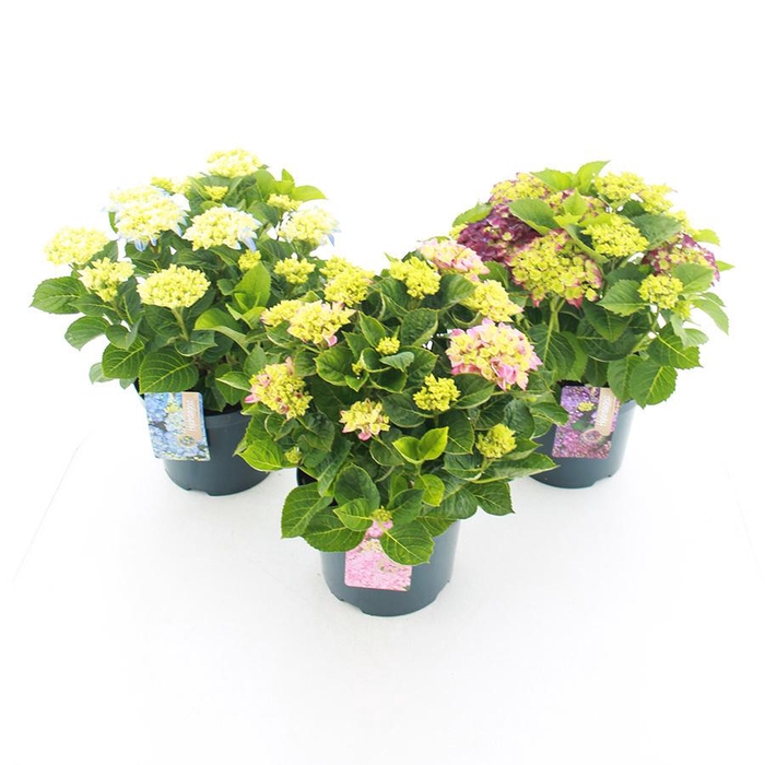 <h4>Hydrangea macr. MIX C5 (23cm.) Kn.</h4>