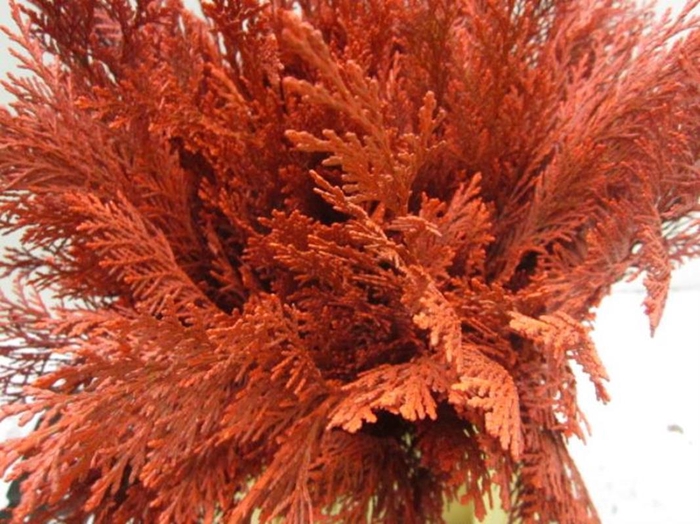 <h4>Conifeer Rood</h4>