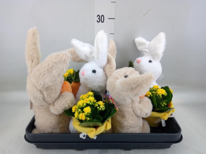 <h4>Arr. Planten L%</h4>