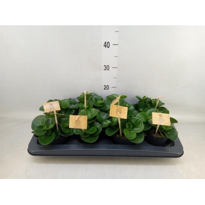 Peperomia obt. 'Obtipan'