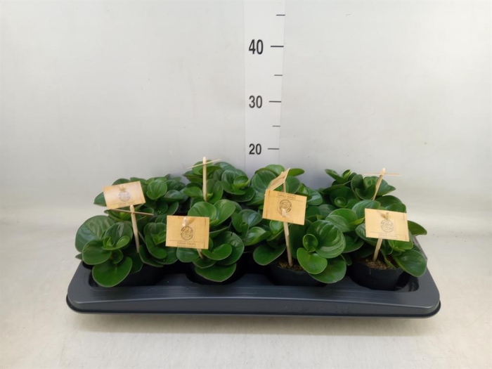 <h4>Peperomia obt. 'Obtipan'</h4>