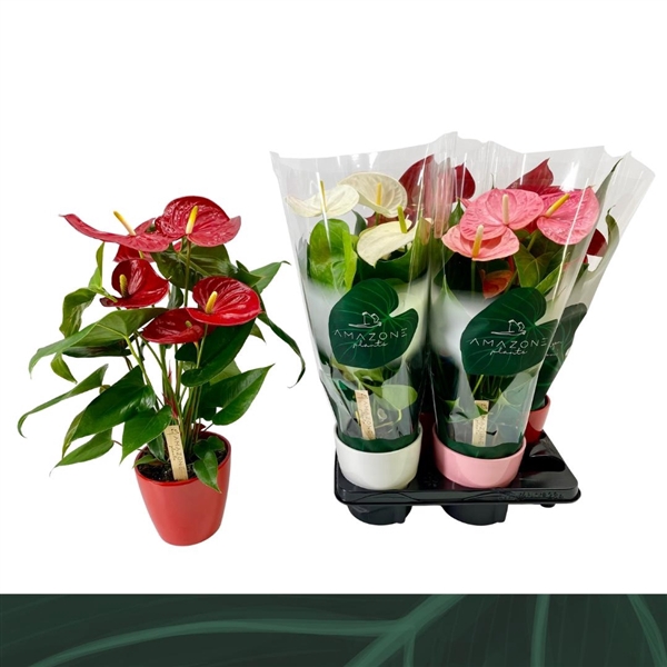 <h4>Anthurium Andreanum Grp gemengd 4 kleuren</h4>