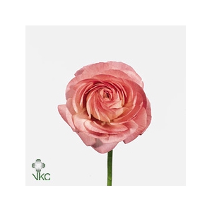 Ran As Elegance Light Pink