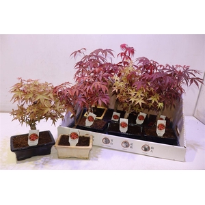 arr8 Bonsai Ov