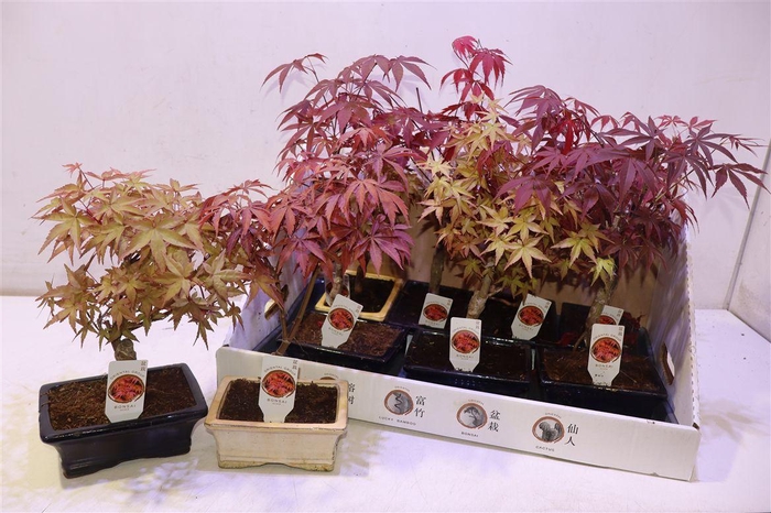 <h4>arr8 Bonsai Ov</h4>