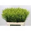 Solidago Tara