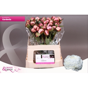 Paeonia Gardenia