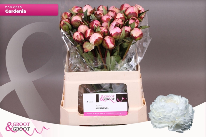 <h4>Paeonia Gardenia</h4>