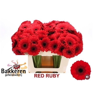 Ge Mi Red Ruby