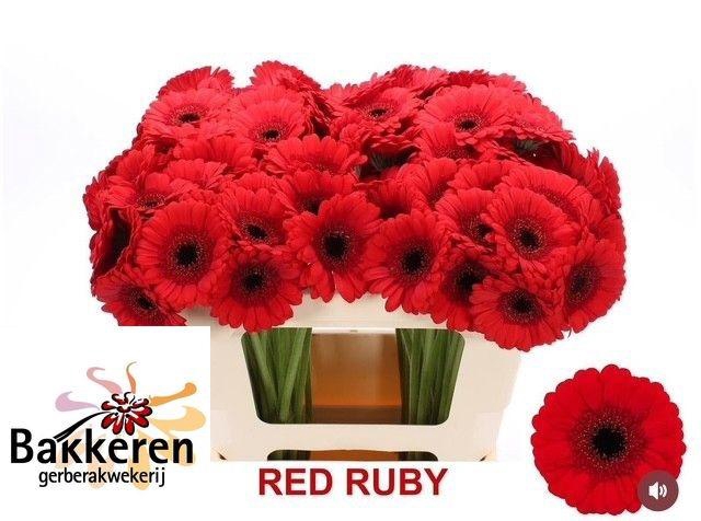 <h4>GE MI RED RUBY</h4>