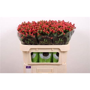 Hyp Tomato Flair Red