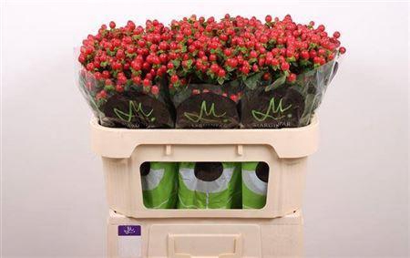 <h4>Hyp Tomato Flair Red</h4>