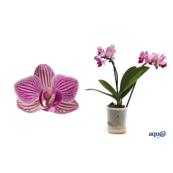 <h4>Phal Tiny Dolls Roze 2T10+ Aqu@</h4>