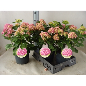 Hydrangea mac.