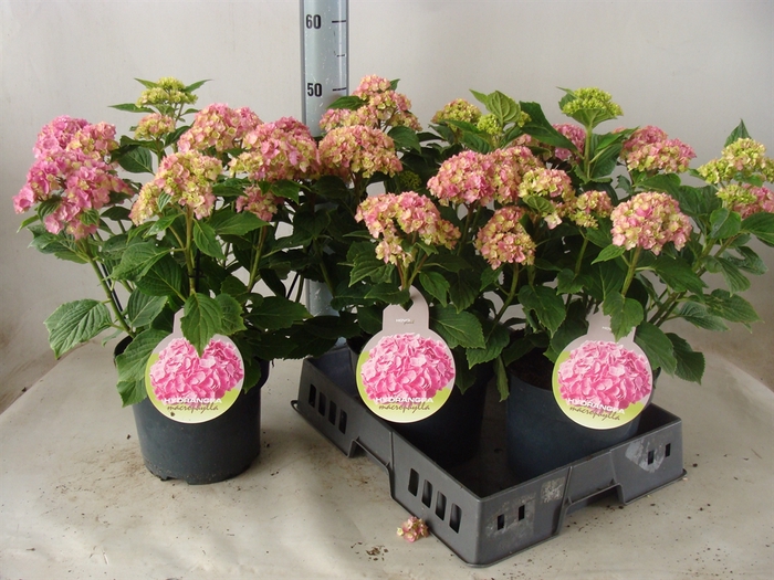 <h4>Hydrangea mac.</h4>