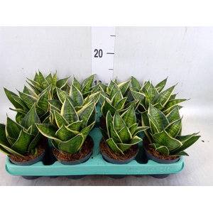 Sansevieria trifa. 'Hahnii'
