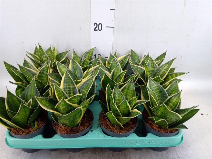 <h4>Sansevieria trifa. 'Hahnii'</h4>