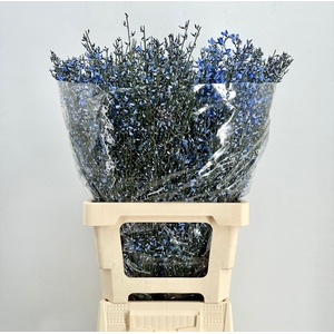 Genista Heidebrem Painted Blue