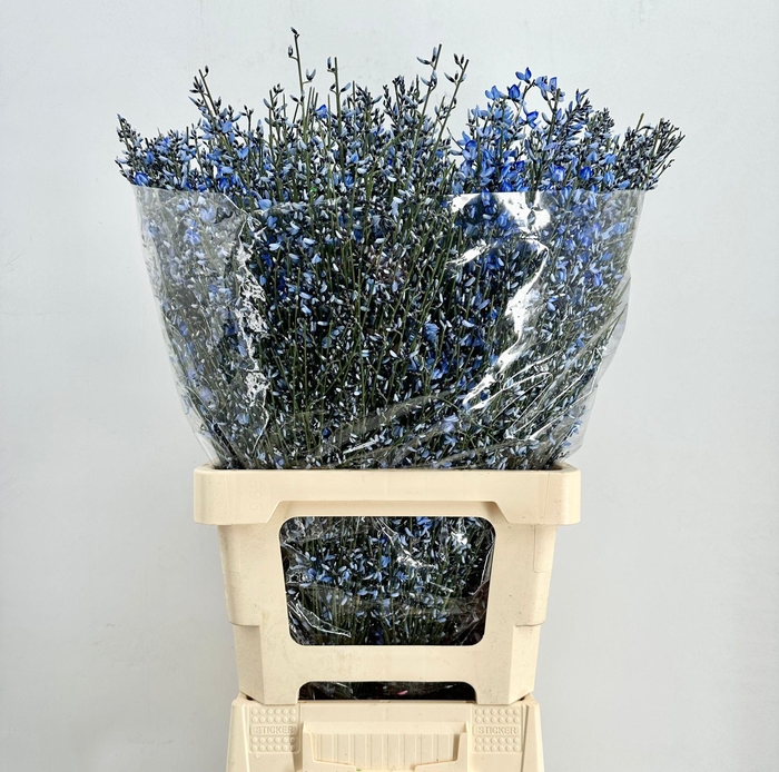 <h4>Genista Heidebrem Painted Blue</h4>