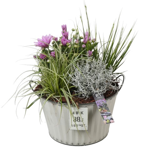 <h4>PTSO7222 Arrangementen Tuinplanten</h4>