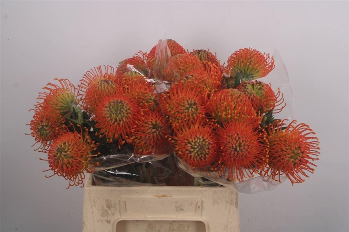 <h4>Leuco Co Neena Orange</h4>