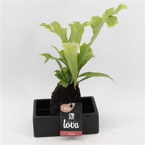 Lova Microsorum Green Flame