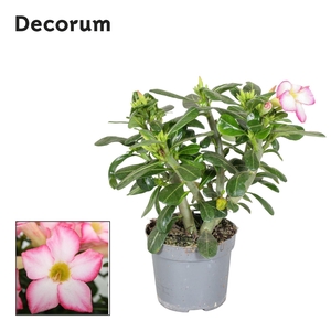 Adenium obesum
