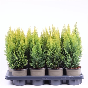 Chamaecyparis lawsoniana 'Ellwood's Empire'