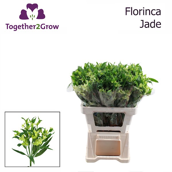 <h4>Alstr Florinca Jade</h4>