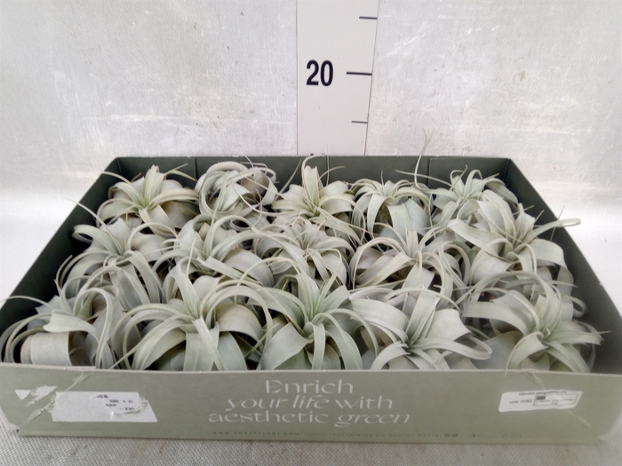 <h4>Tillandsia xerographica</h4>