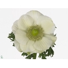 Anemone Mistral White
