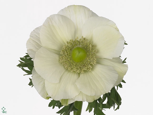 Anemone Mistral White