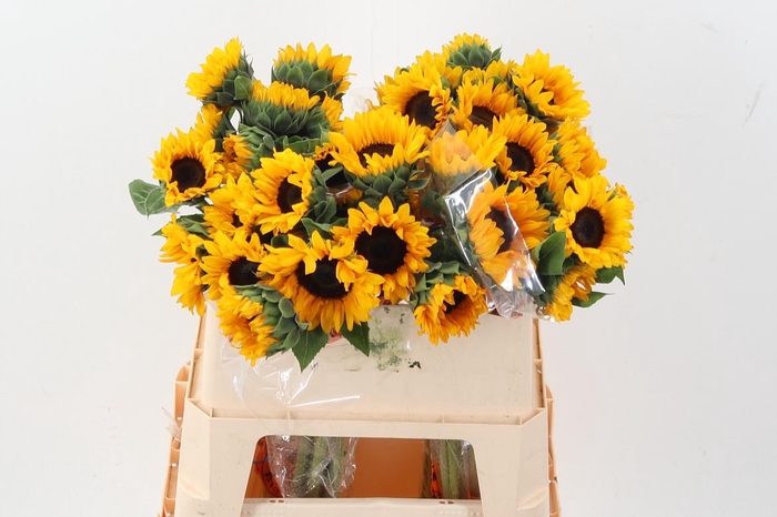 <h4>Heli Orange Fire</h4>