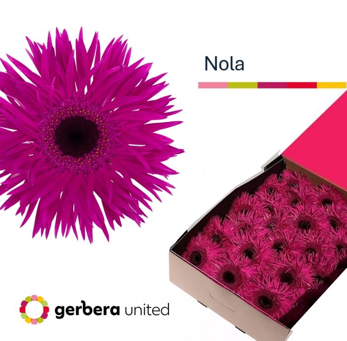 <h4>Gerbera Spider Nola Doos</h4>