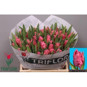 TULIPA PA 'MARVEL PARROT'