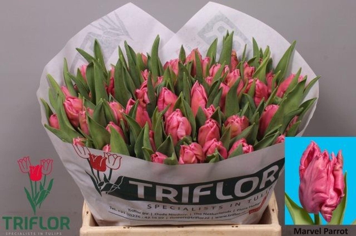 <h4>TULIPA PA 'MARVEL PARROT'</h4>