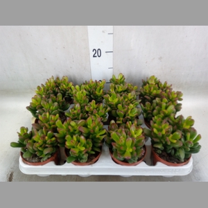 Crassula ovata 'Gandalf'